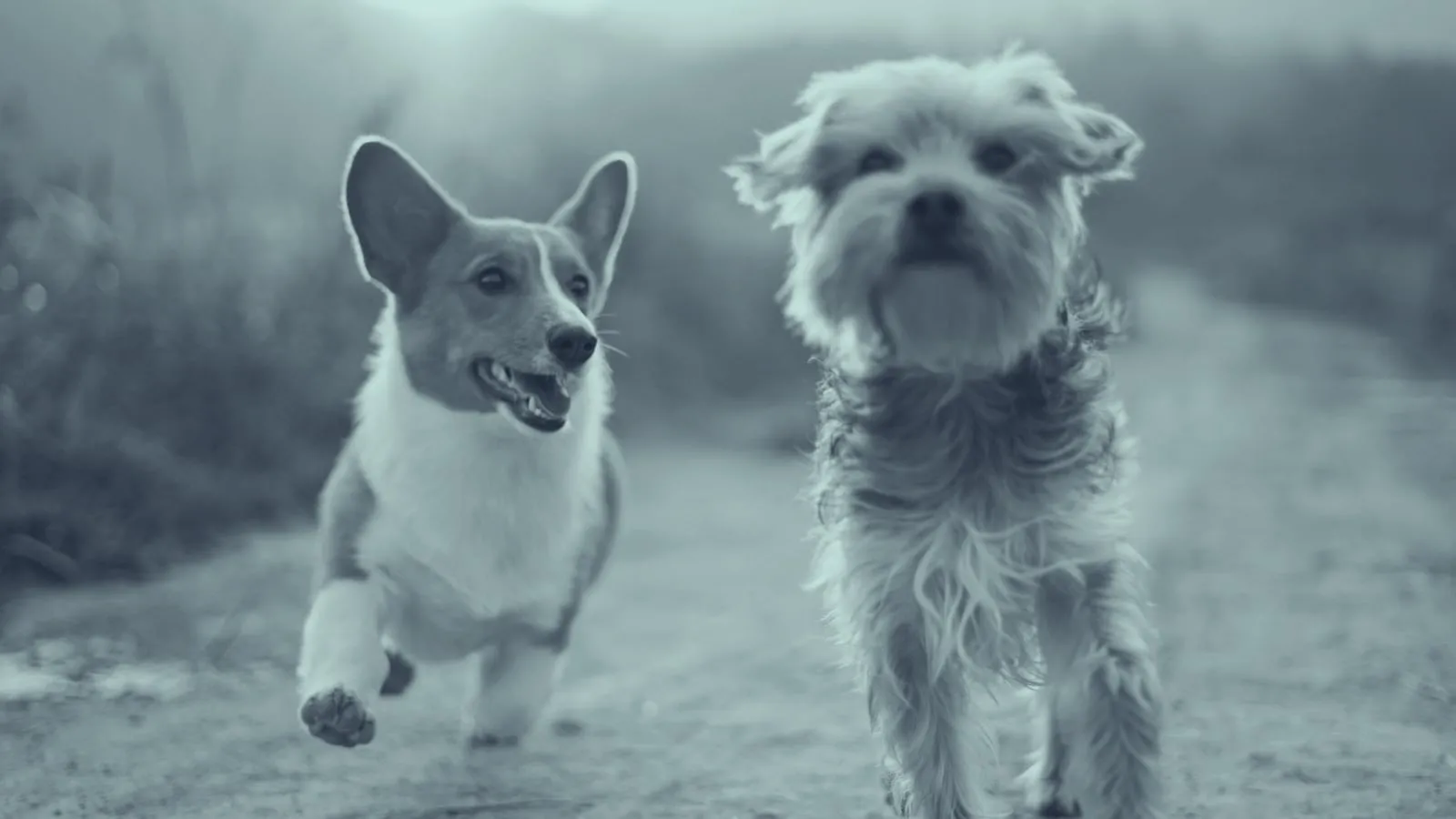 Pet Services businesses using SMBcrm